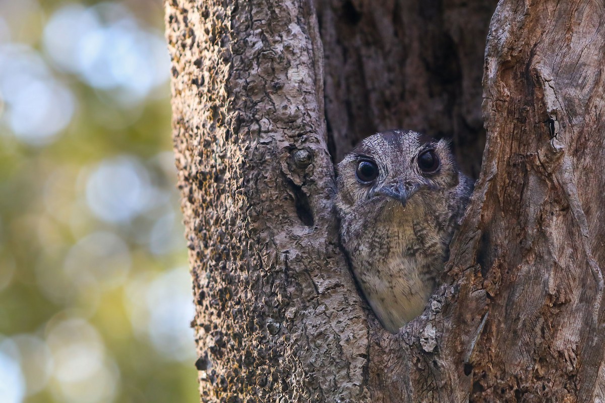 Australian Owlet-nightjar - ML82520581