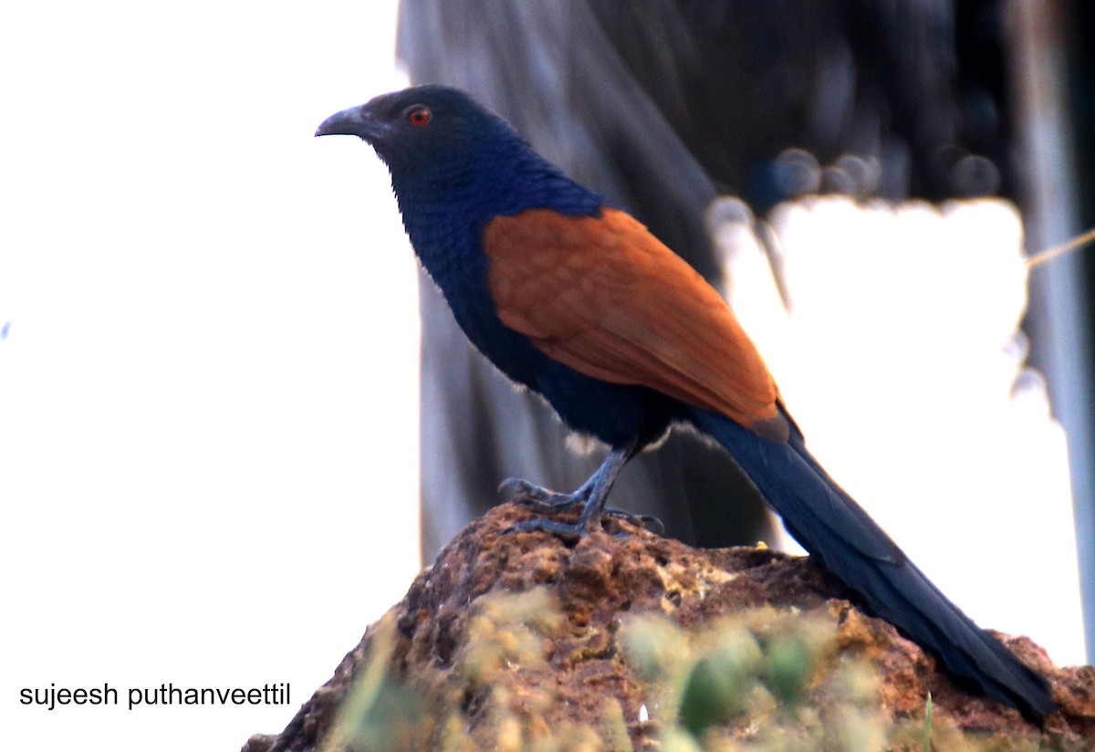 Greater Coucal - Sujeesh P