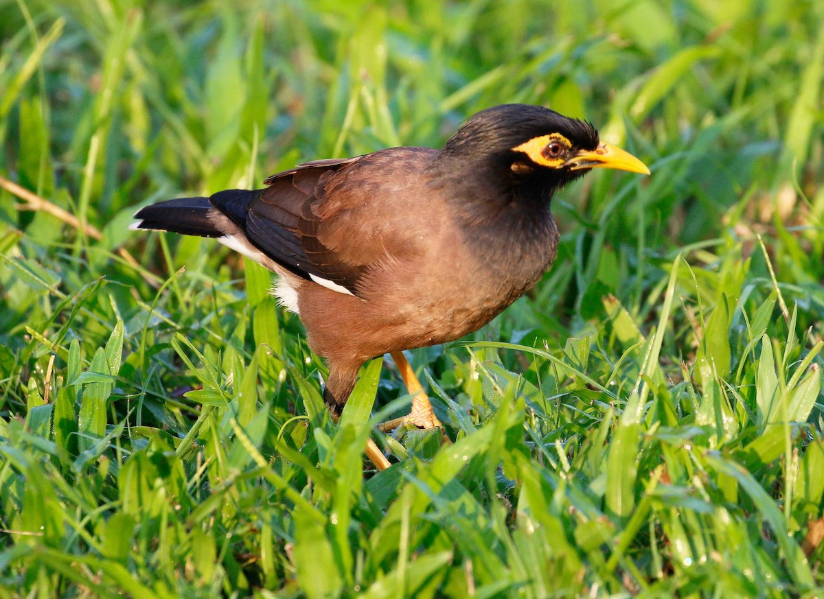 Common Myna - Neoh Hor Kee