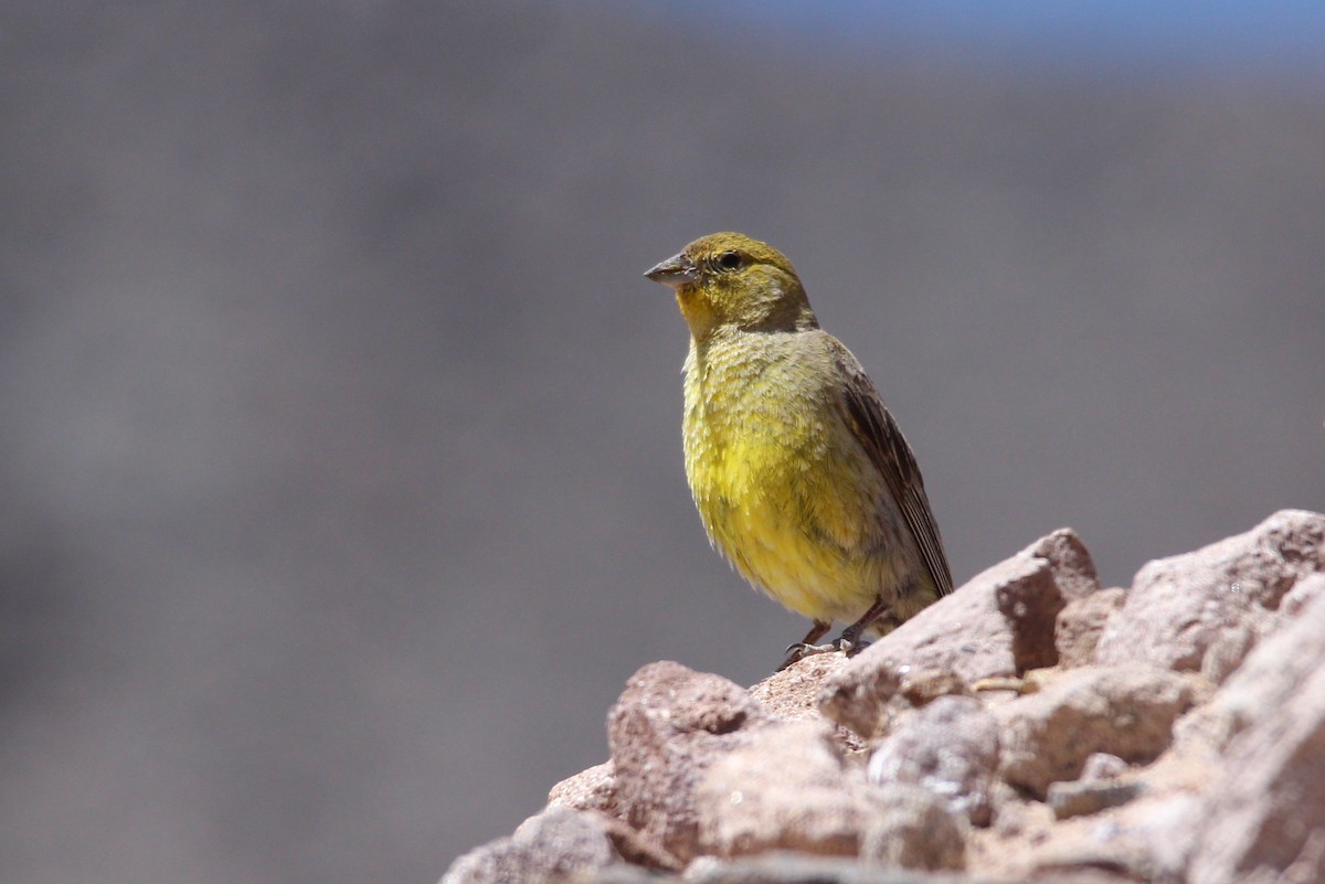Greater Yellow-Finch - Michael Weymann