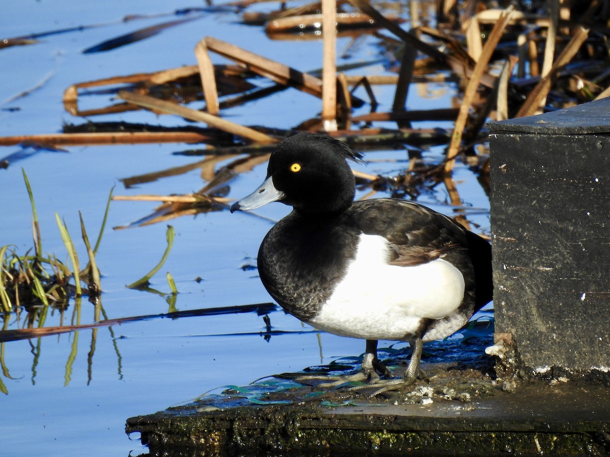 Tufted Duck - ML82531321