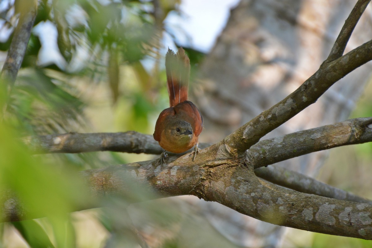 White-lored Spinetail - Henry Cook