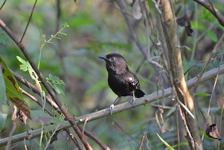  - Mato Grosso Antbird