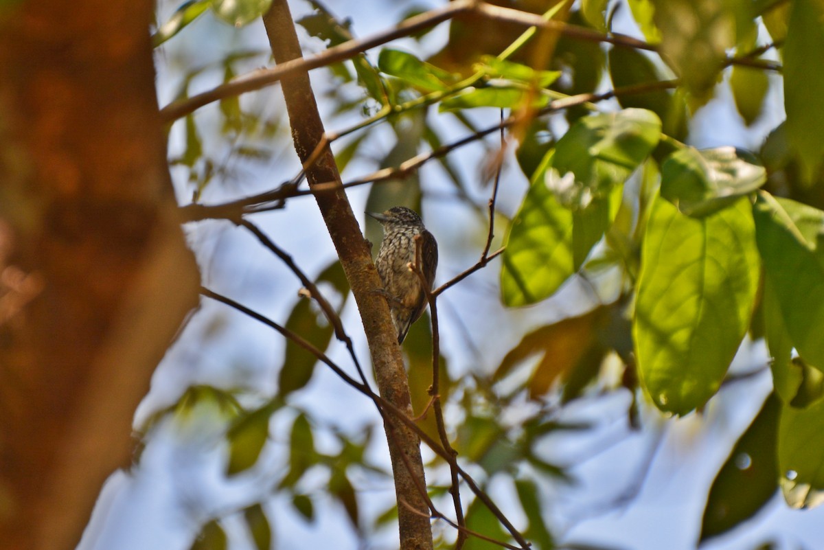 White-wedged Piculet - Henry Cook