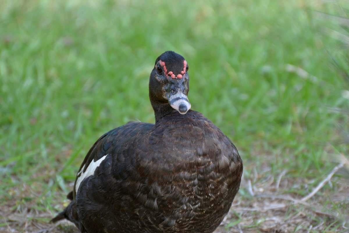 Muscovy Duck - Henry Cook