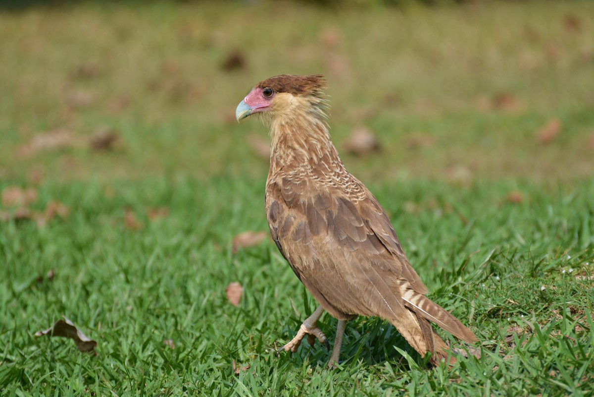 Crested Caracara (Southern) - Henry Cook