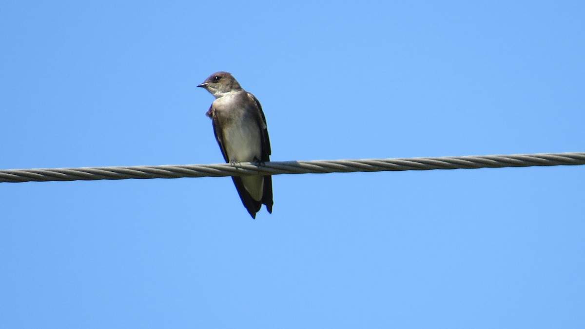Northern Rough-winged Swallow (Northern) - Doryce Wheeler