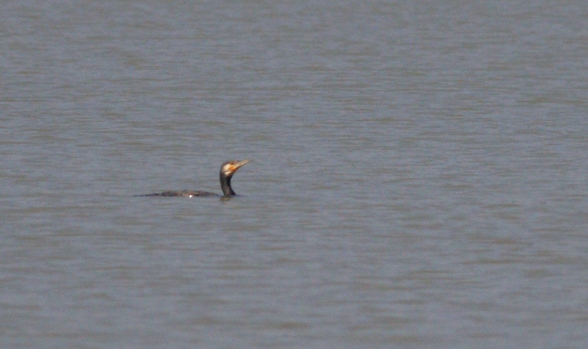 Great Cormorant - abhishek ravindra