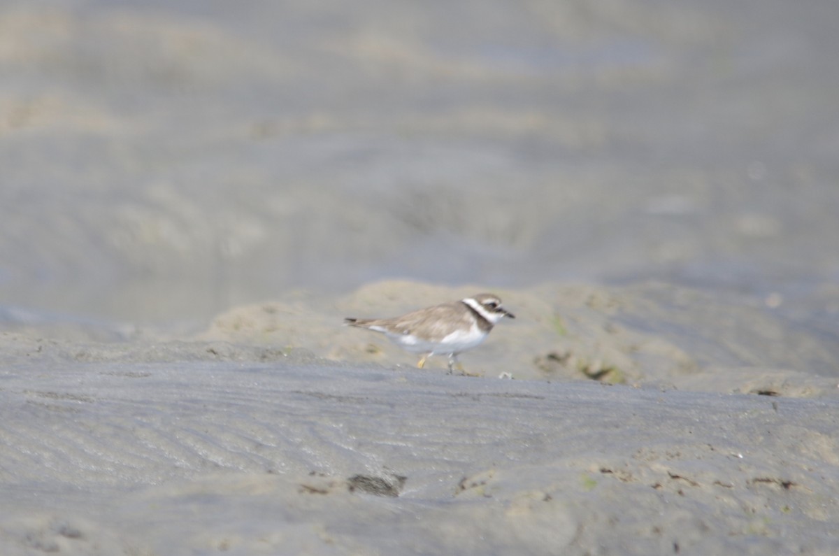 Common Ringed Plover - ML82533901