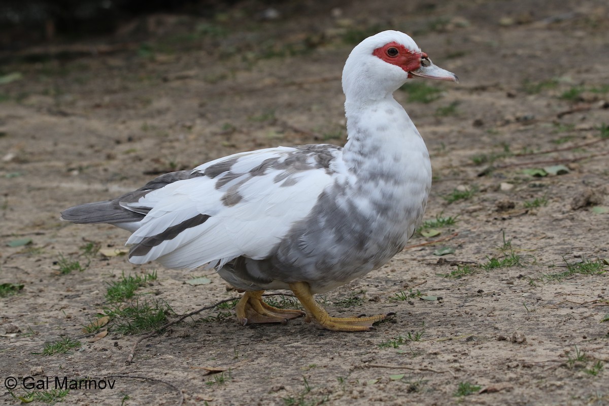 Muscovy Duck (Domestic type) - Gal  Marinov