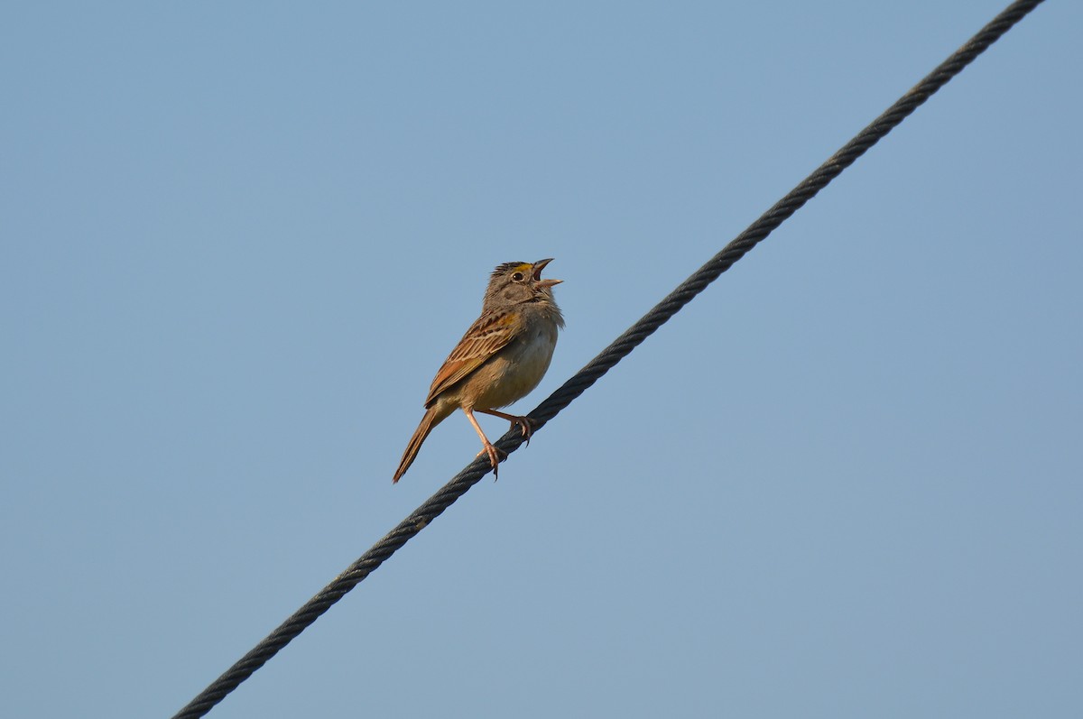 Grassland Sparrow - ML82536831