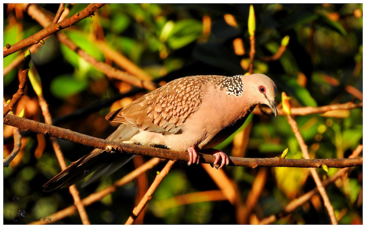 Spotted Dove - Dr. NISHAD PM