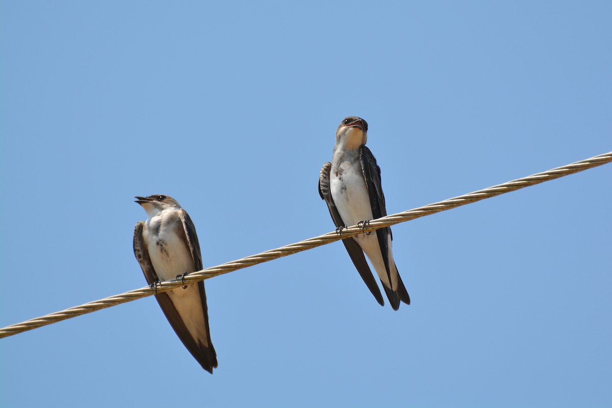 Brown-chested Martin - ML82537461