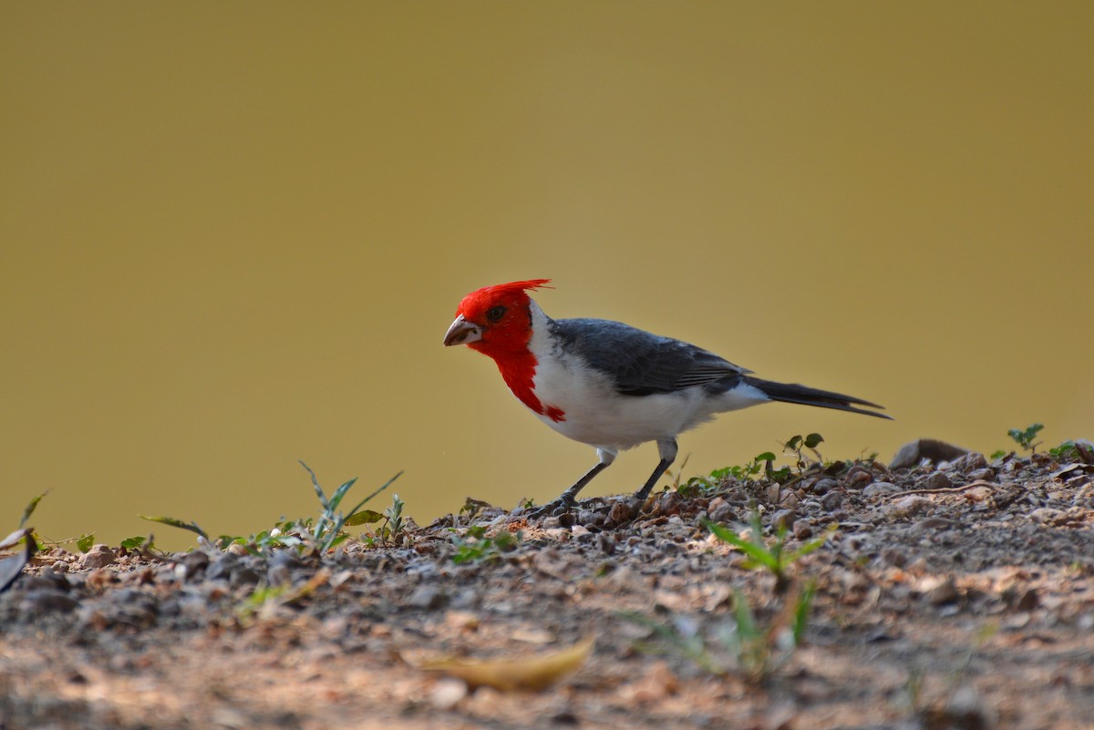 Red-crested Cardinal - ML82537531