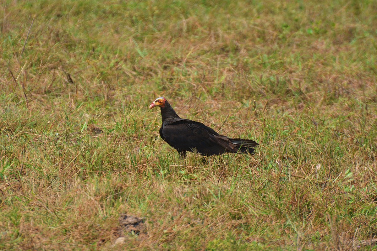 Lesser Yellow-headed Vulture - Henry Cook