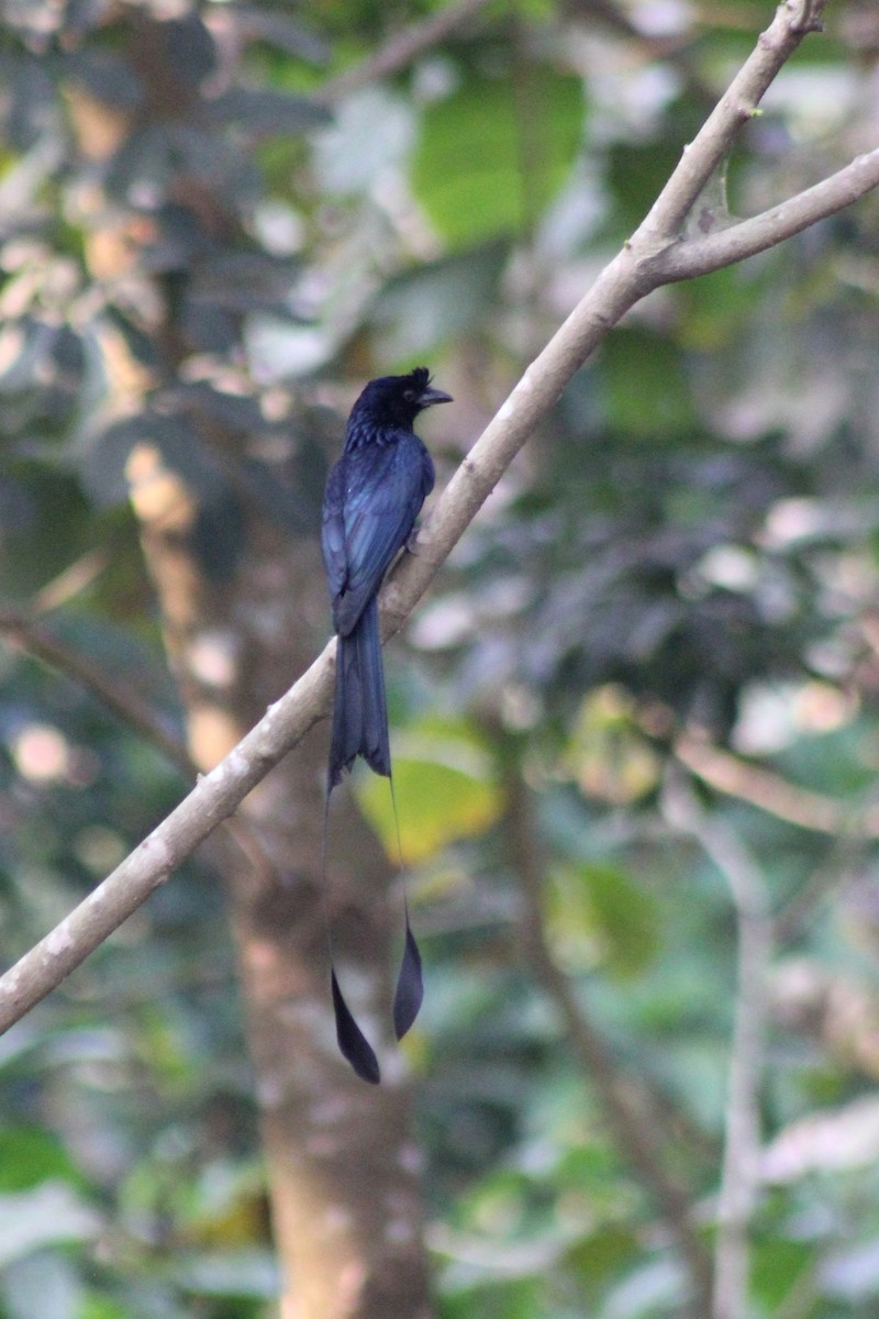 Greater Racket-tailed Drongo - ML82540641