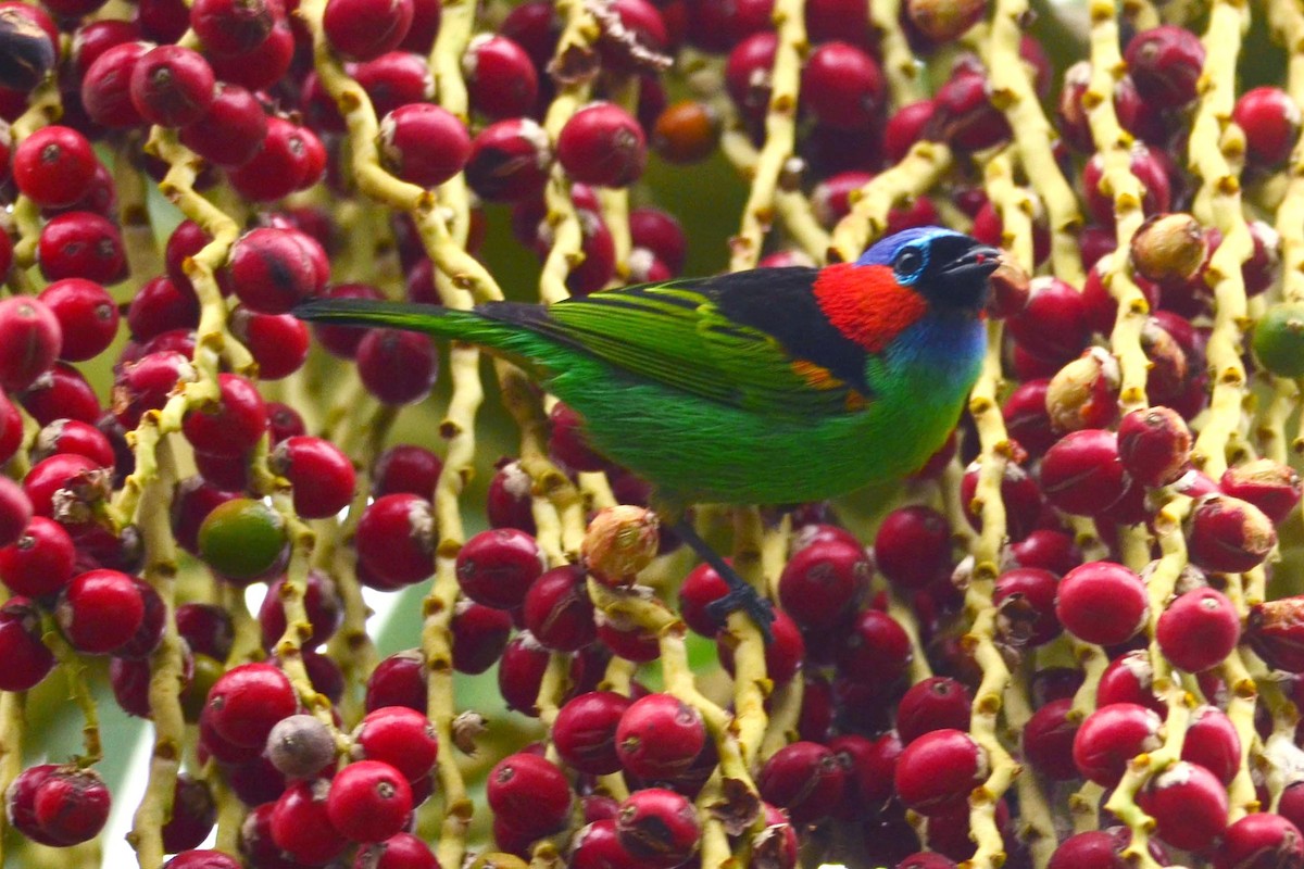 Red-necked Tanager - ML82542461