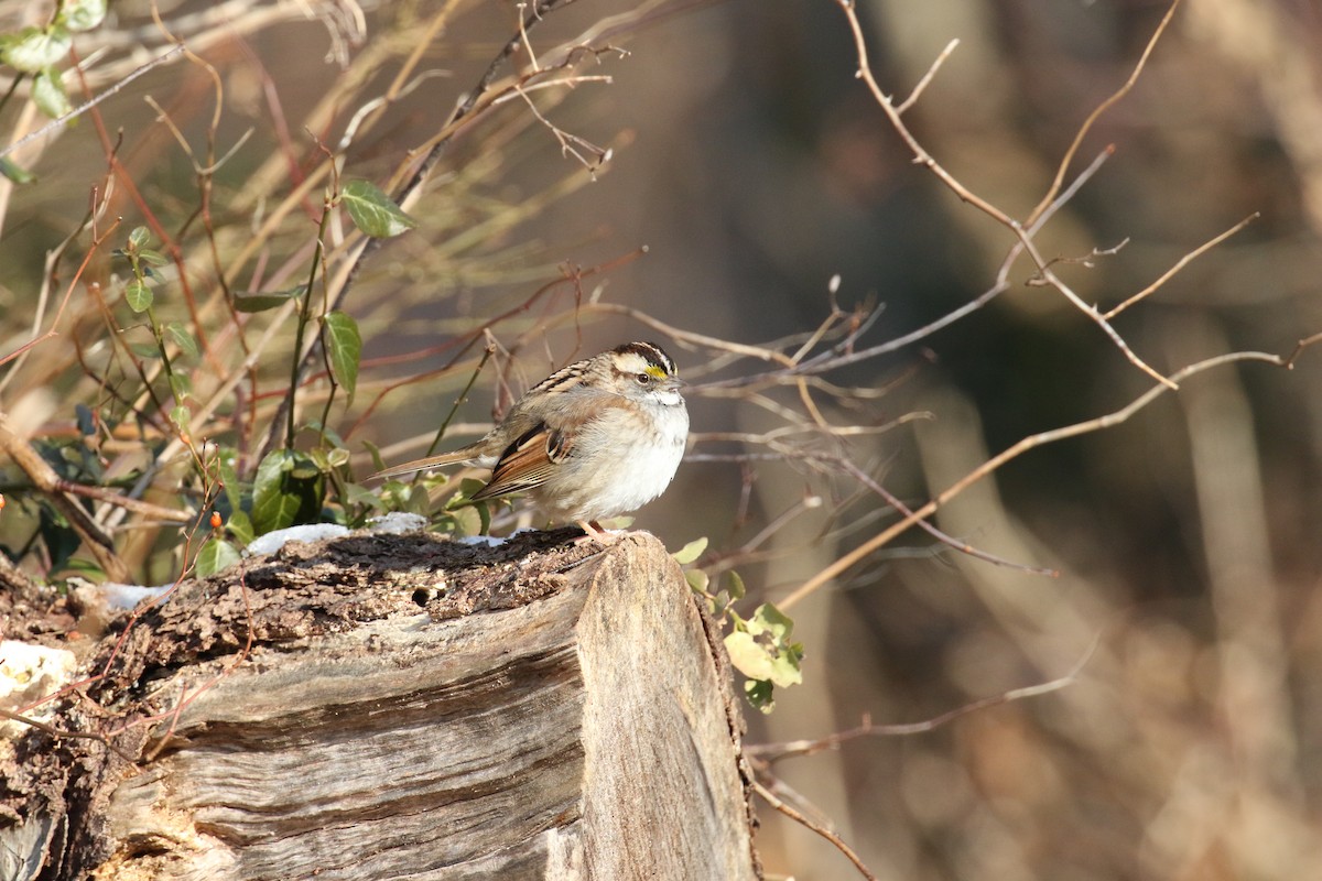 White-throated Sparrow - Andy Sanford