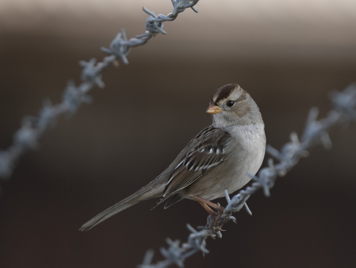 White-crowned Sparrow - ML82547061