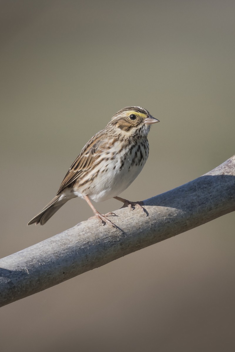 Savannah Sparrow - ML82547131