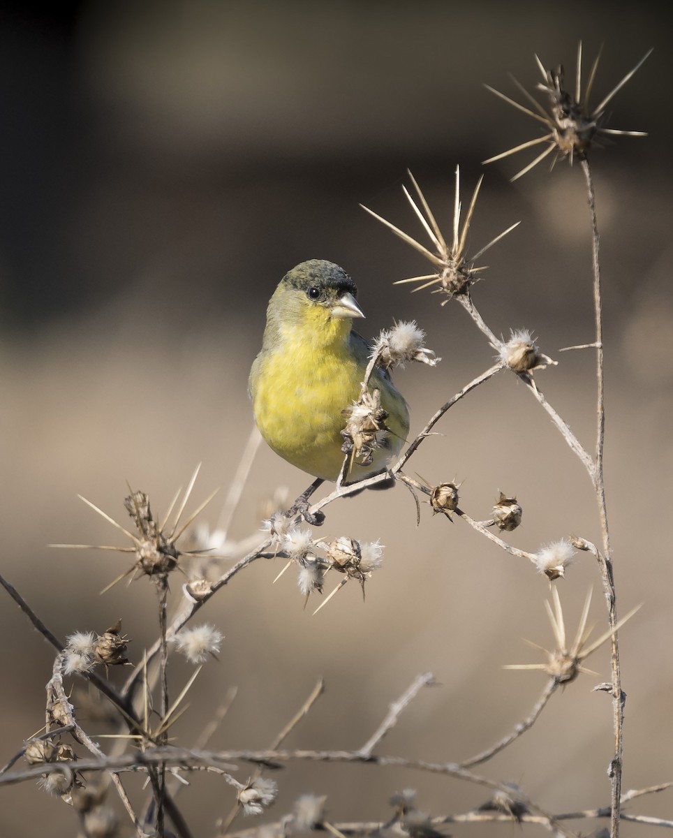 Lesser Goldfinch - Deb Ford