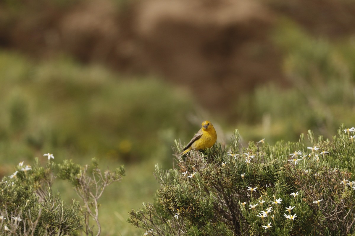 Greater Yellow-Finch - Cecilia de Larminat