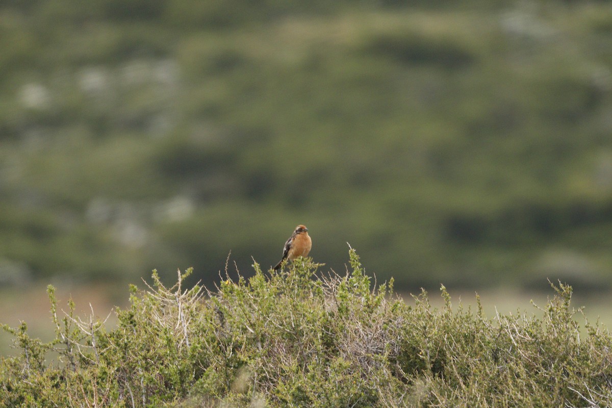Rufous-tailed Plantcutter - ML82547911