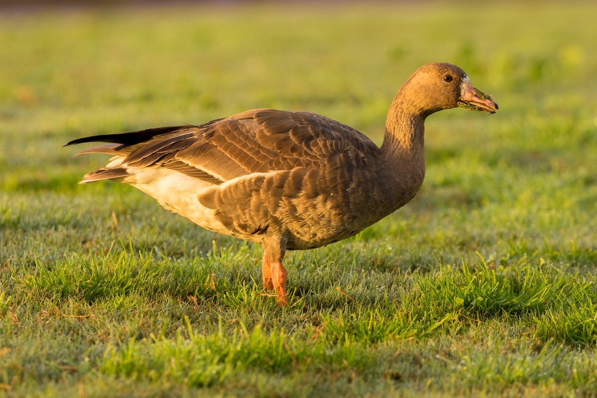 Greater White-fronted Goose - ML82550501