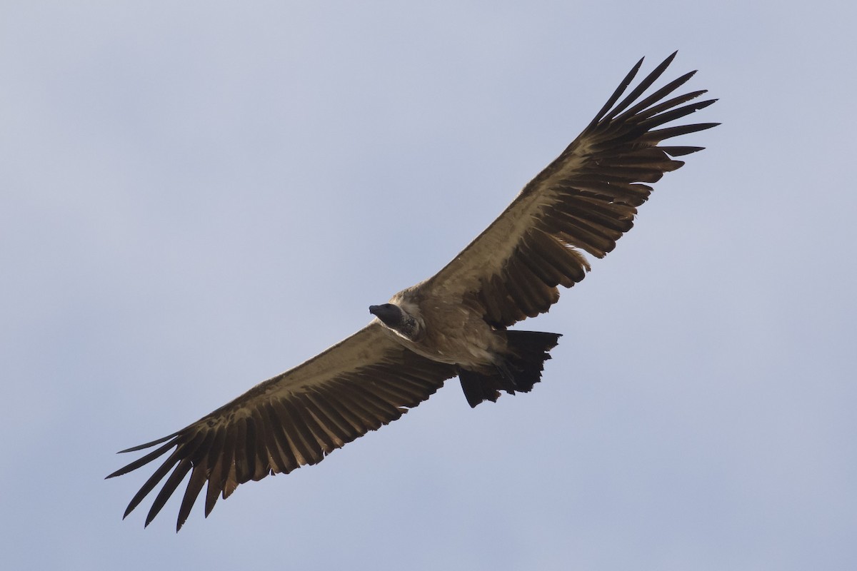 White-backed Vulture - Michael Todd