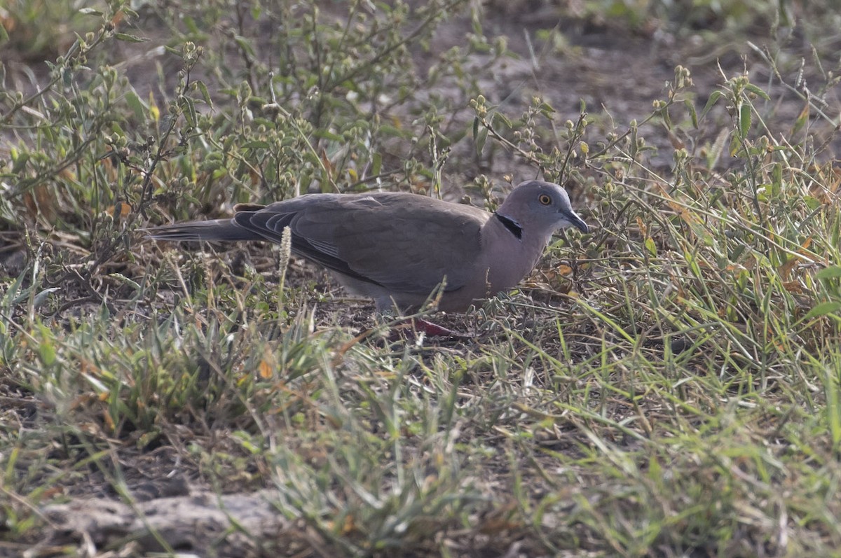 Mourning Collared-Dove - ML82552731