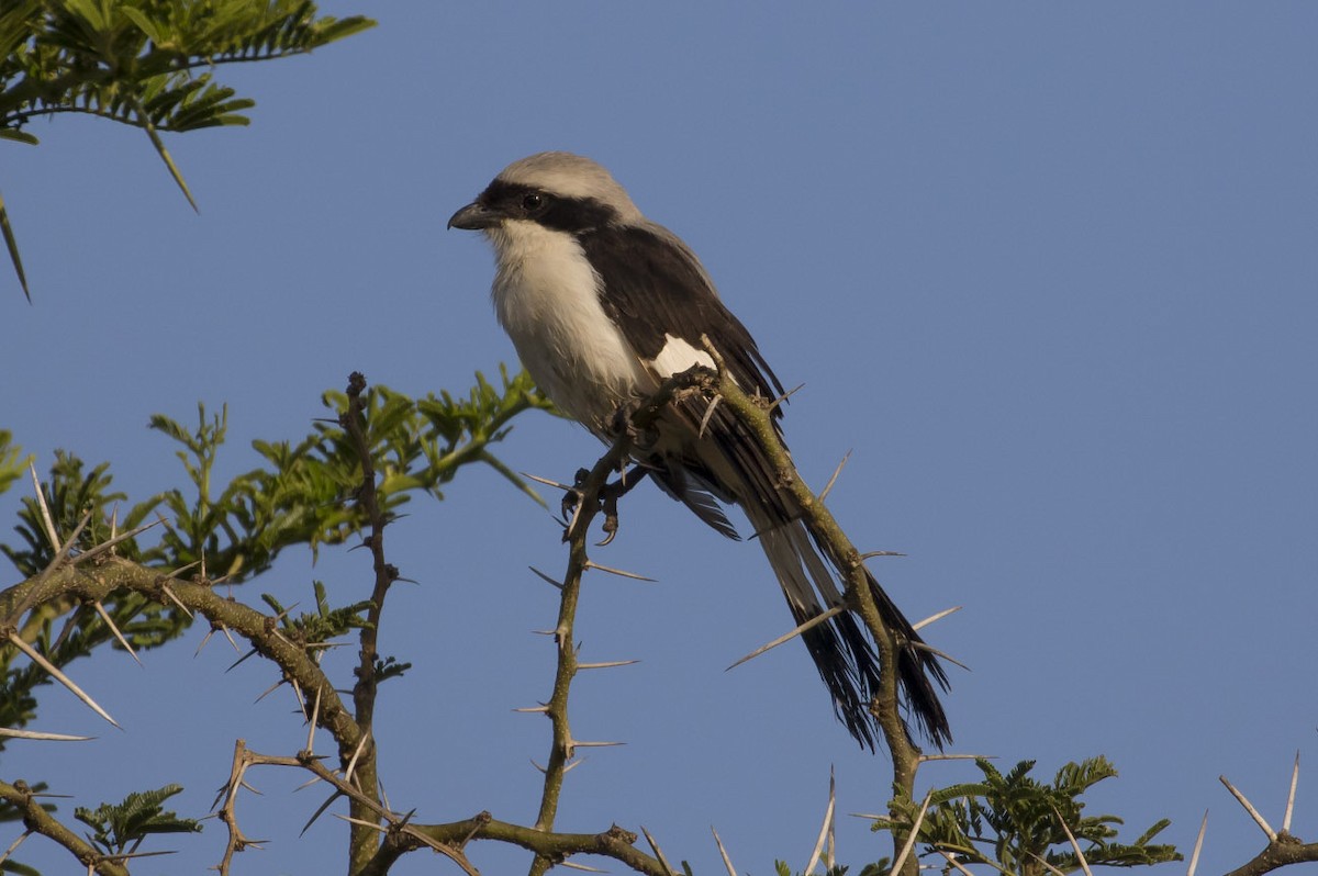 Gray-backed Fiscal - ML82552761