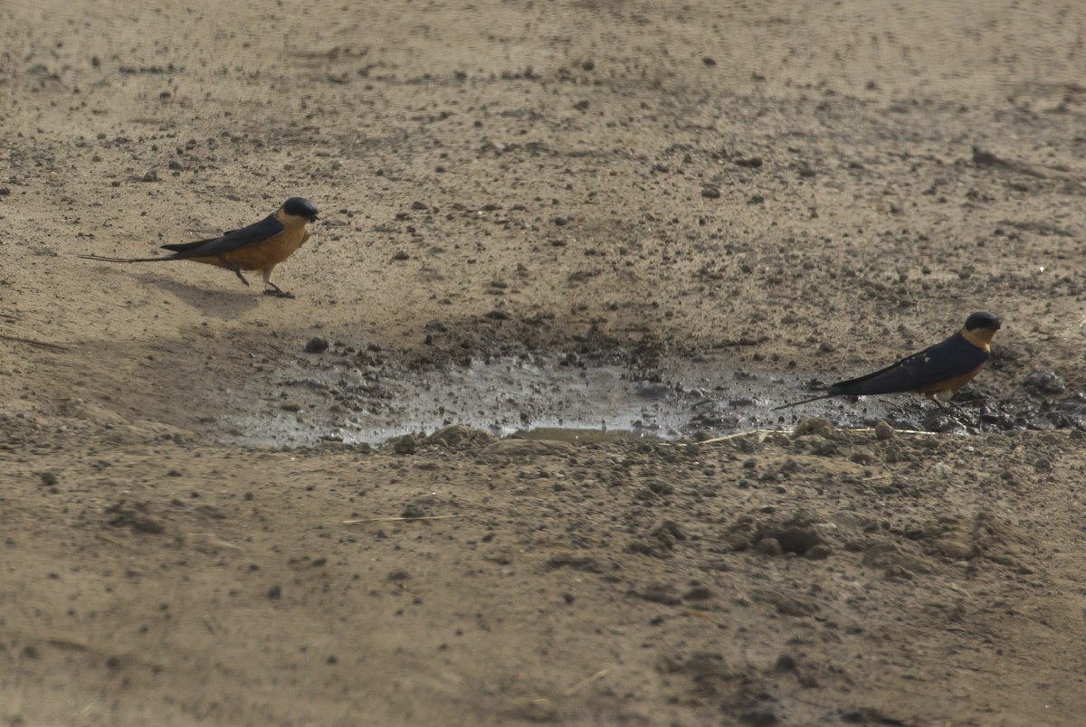 Rufous-chested Swallow - ML82552911
