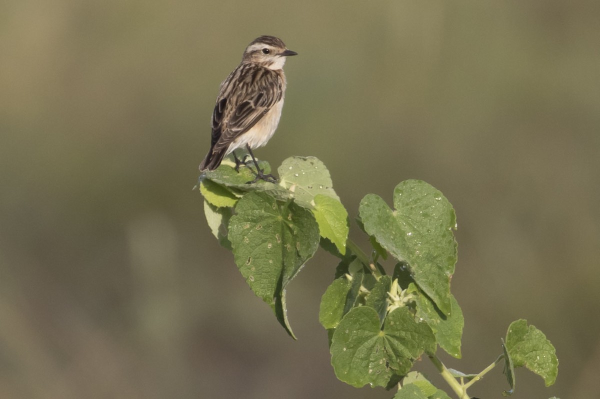 Whinchat - Michael Todd