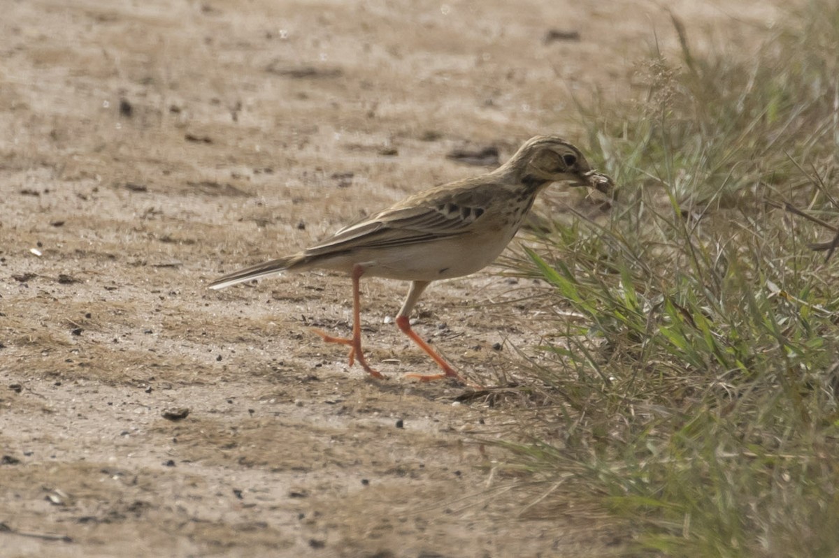 African Pipit - ML82553191