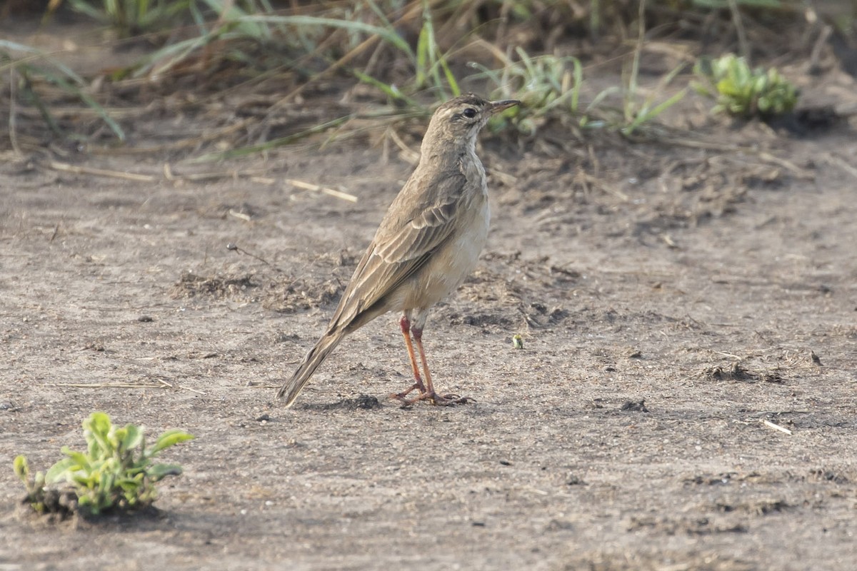 Plain-backed Pipit - Michael Todd