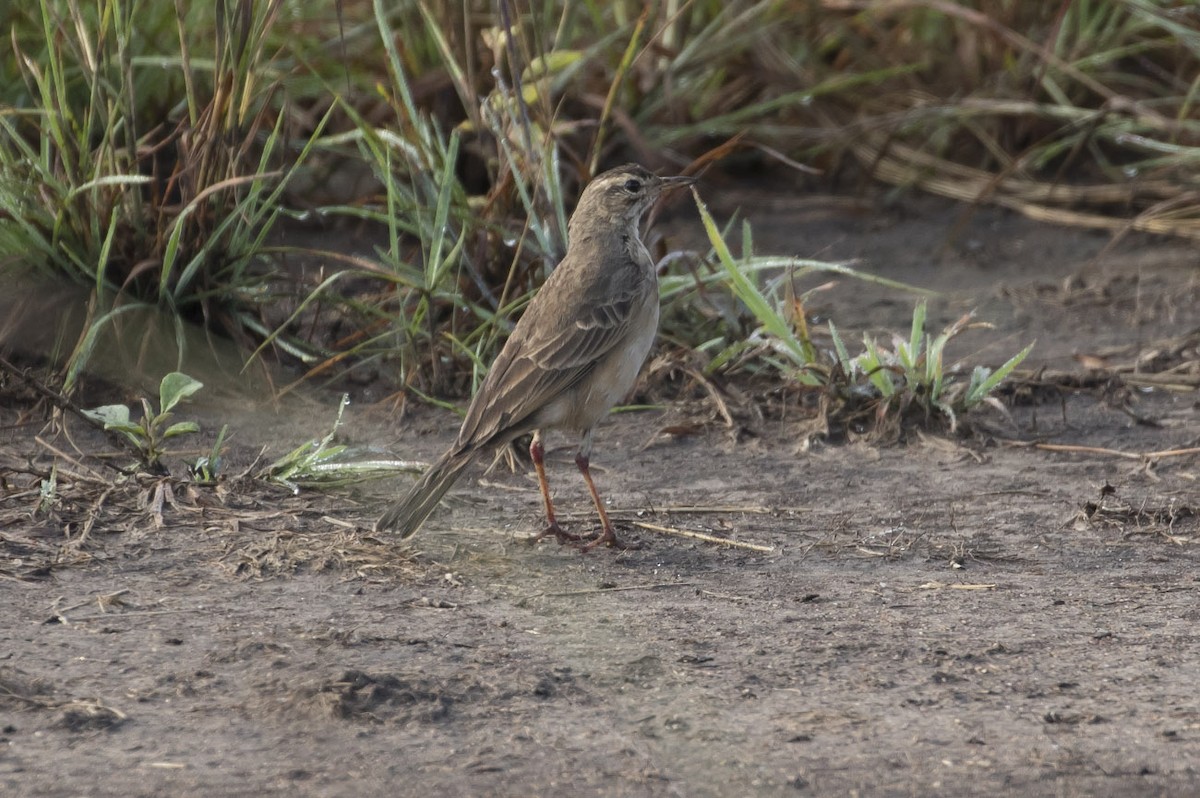 Plain-backed Pipit - Michael Todd