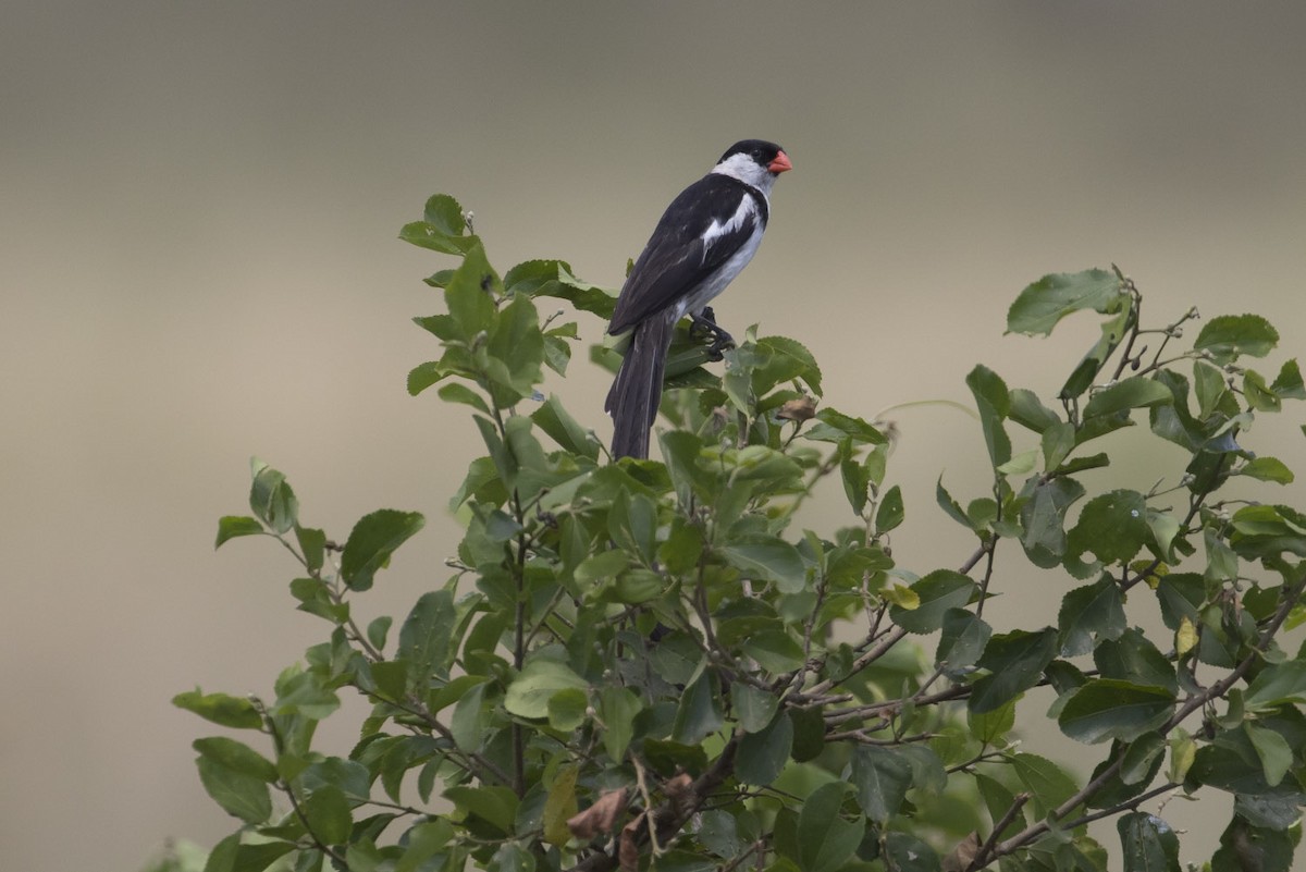 Pin-tailed Whydah - Michael Todd