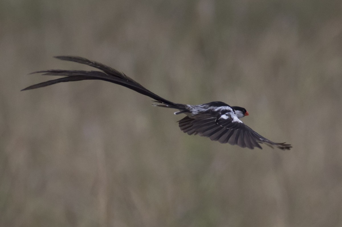 Pin-tailed Whydah - ML82553391