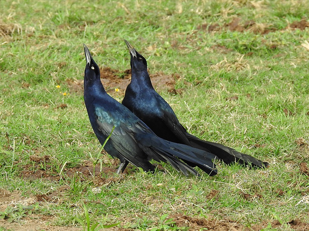 Great-tailed Grackle - ML82554231