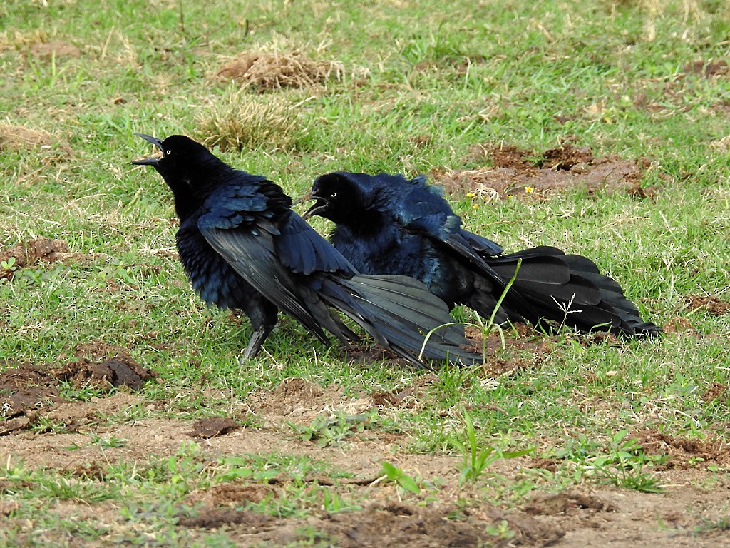 Great-tailed Grackle - ML82554271