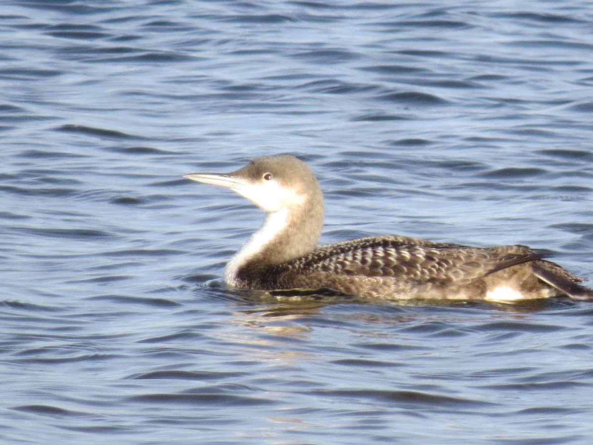 Pacific Loon - Larry Mays