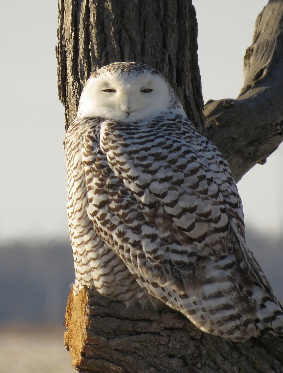 Snowy Owl - Elizabeth  Teliczan