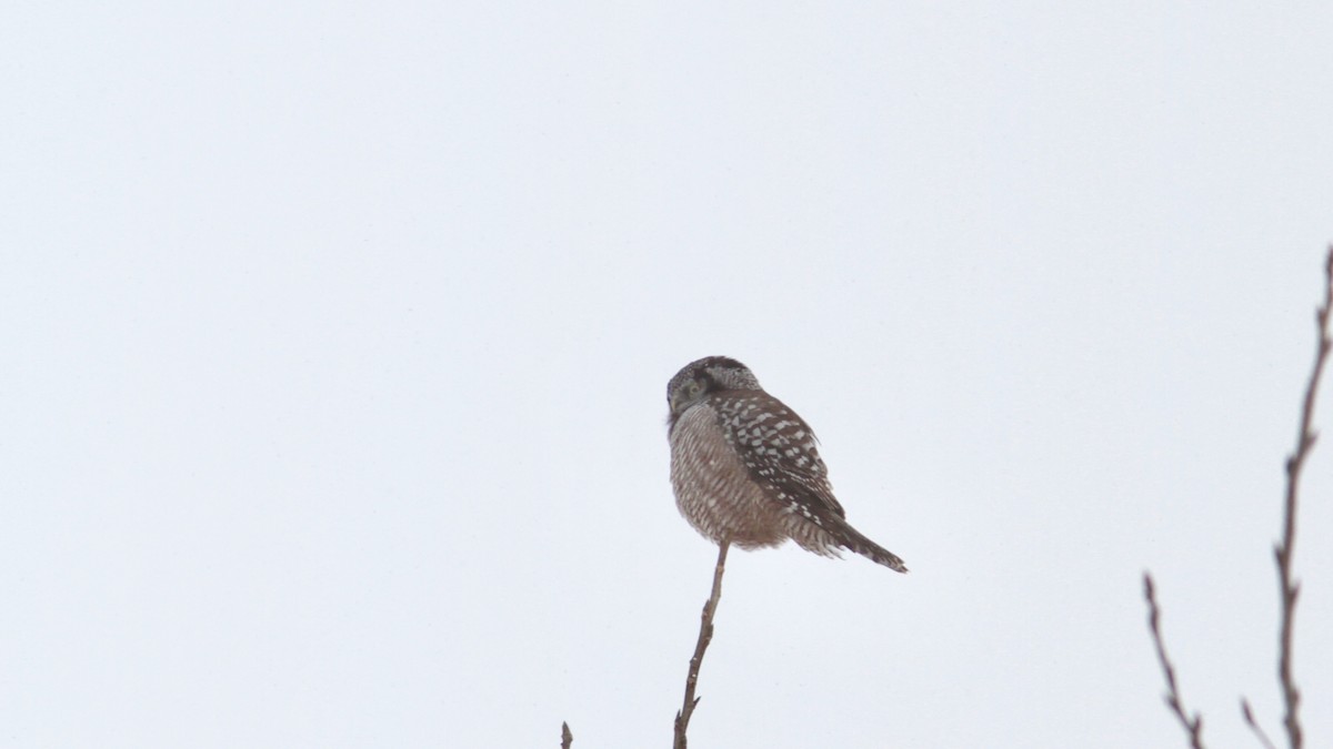 Northern Hawk Owl - Pierre Bergeron