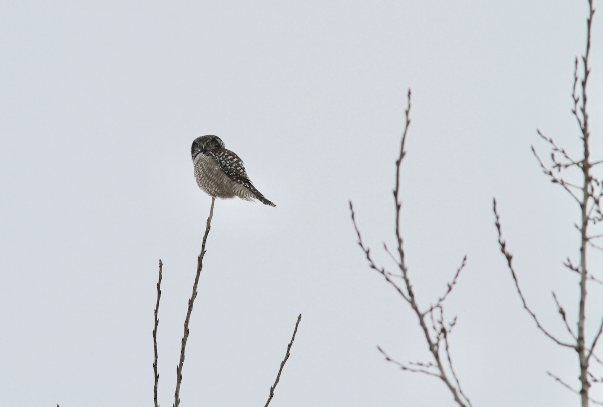Northern Hawk Owl - Pierre Bergeron