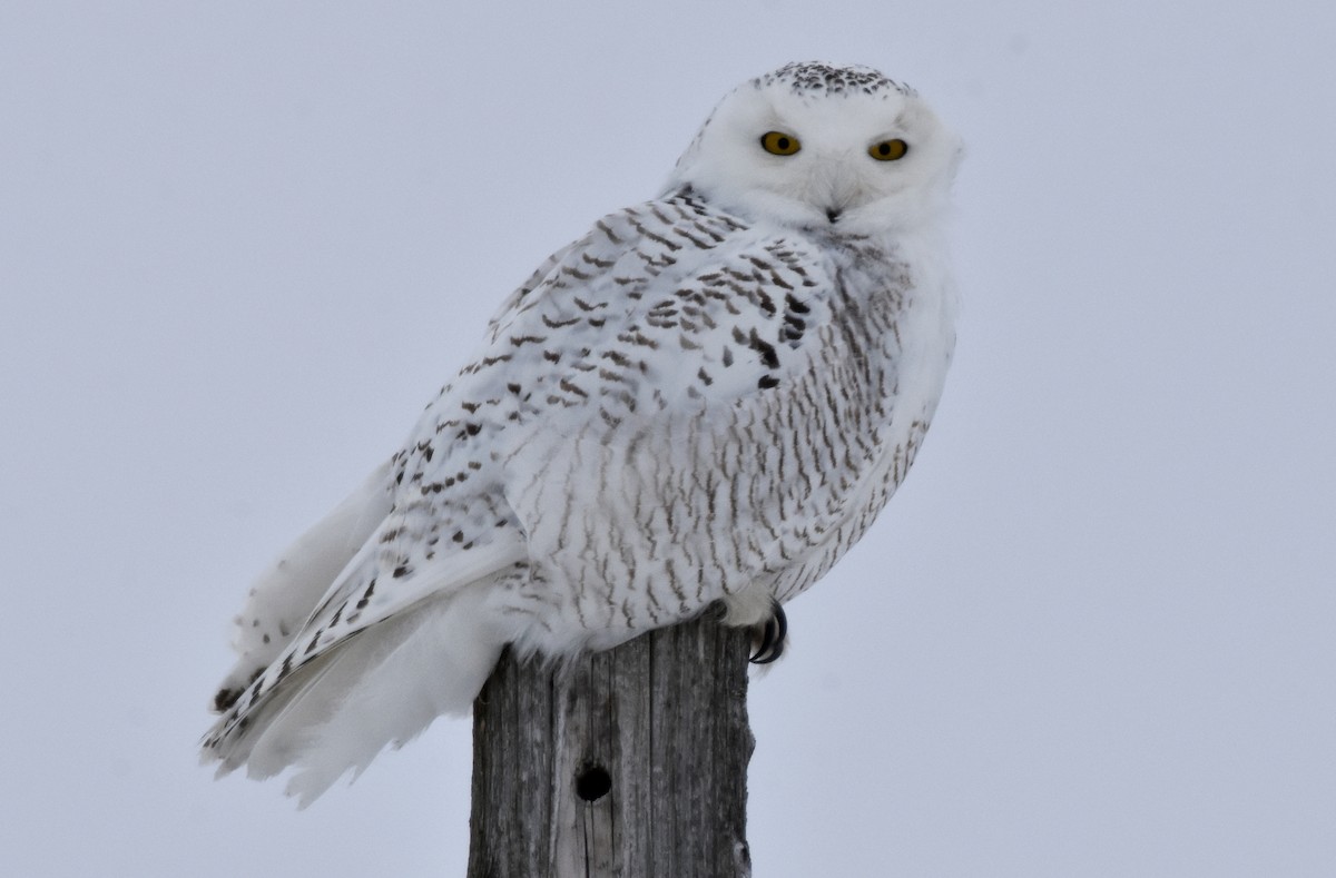 Snowy Owl - Henry Trombley