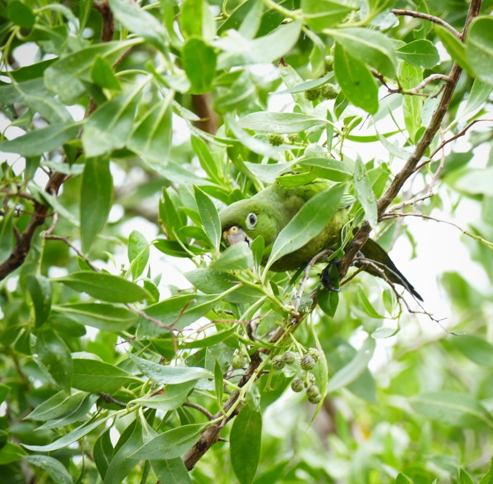 Olive-throated Parakeet - Eddie Polanco
