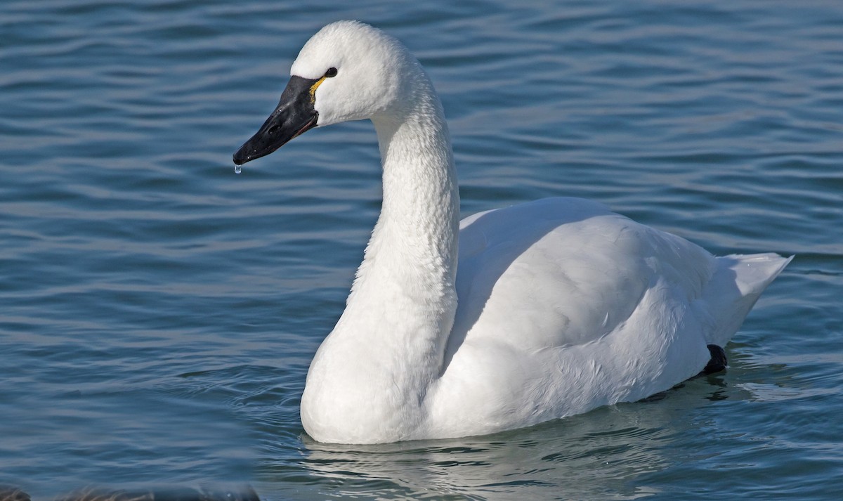 Tundra Swan (Whistling) - ML82566311