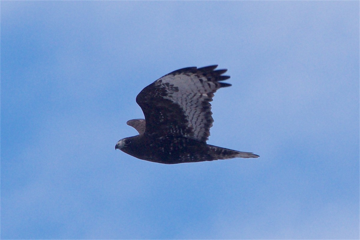 Red-tailed Hawk - ML82566791
