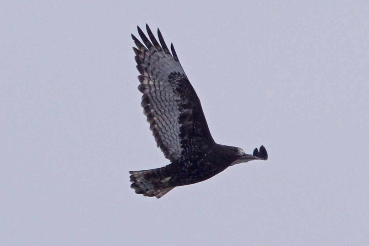 Red-tailed Hawk - ML82566801