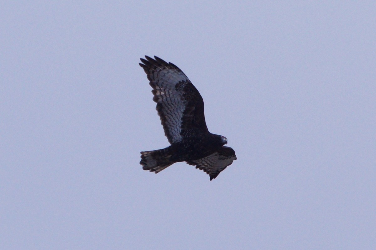 Red-tailed Hawk - ML82566811